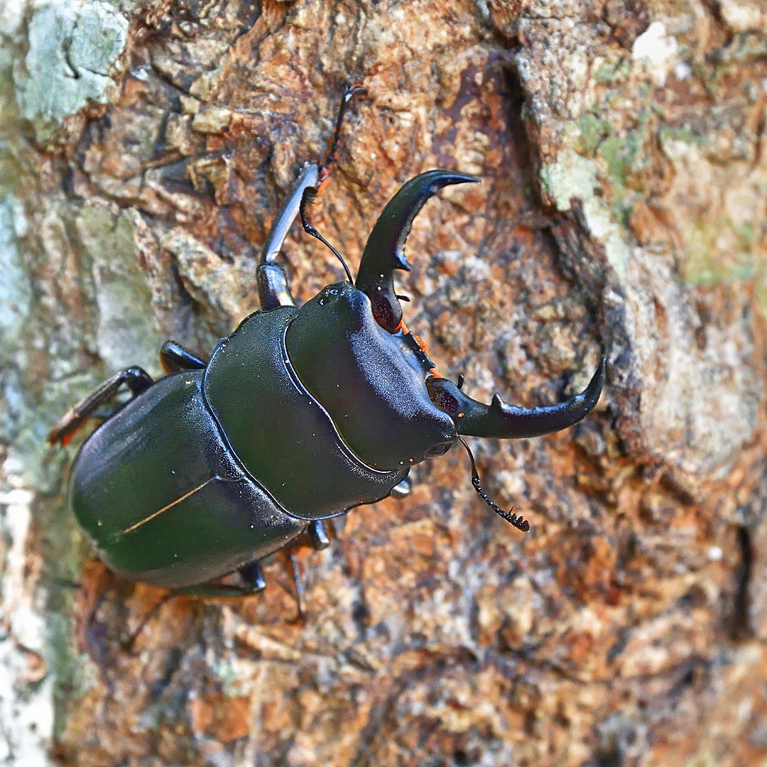 クワガタ写真 20